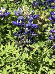 Fototapeta na wymiar Blue bonnets. Central texas wild flowers