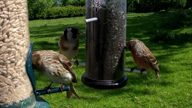 Lesses Redpol feeding from a Tube peanut seed Feeder at a bird table