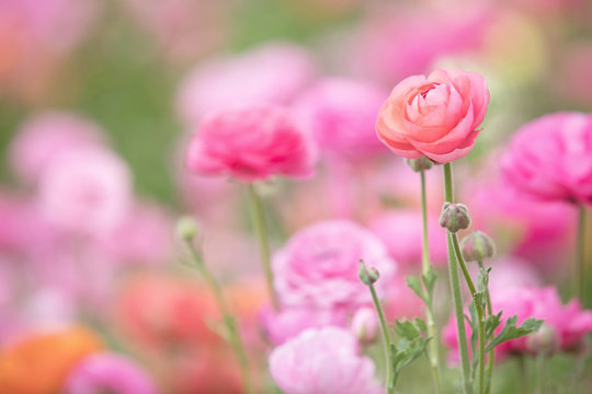 Photograph of Sherbet colored ranunculus growing in a field 