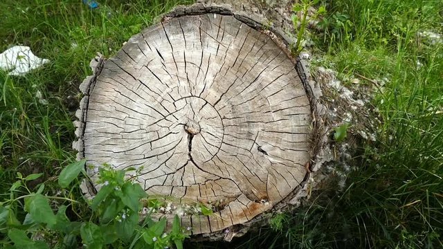 Stump in the forest. Remains of the sawn trunk
willow tree trunk,

