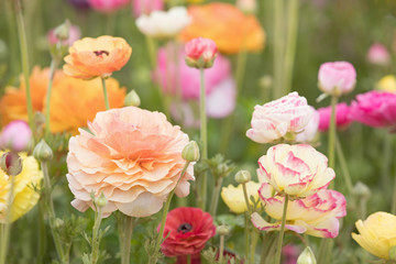 Photograph of a field of Ranunculus flowers