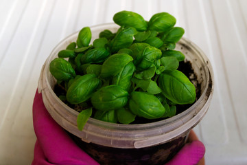 Fresh lemon basil leaves grew in a plastic container with earth.