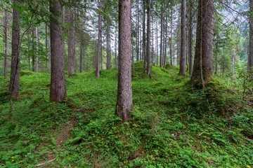 Obraz premium Wald