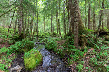Kleiner Bach im Wald