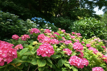 Obraz premium Hydrangea