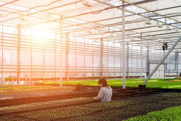 Working in modern hydroponic greenhouse with climate control system 