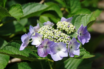 Hydrangea