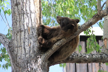 Black Bear in Tree