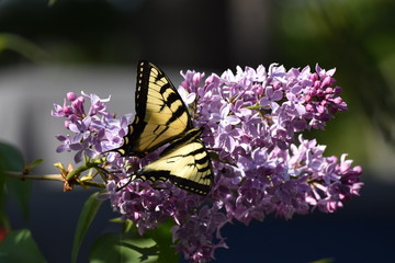 Yellow Swallowtail Butterfly on Purple Lilacs