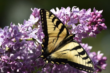 Yellow Swallowtail Butterfly on Purple Lilacs