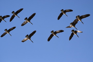 Canadian Geese Flying Overhead