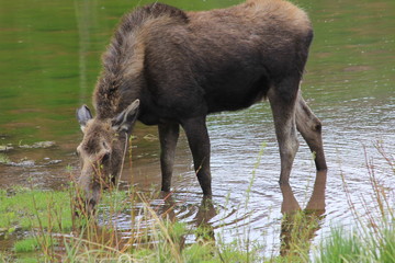 Fototapeta premium Moose Grazing