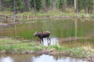 Moose Grazing