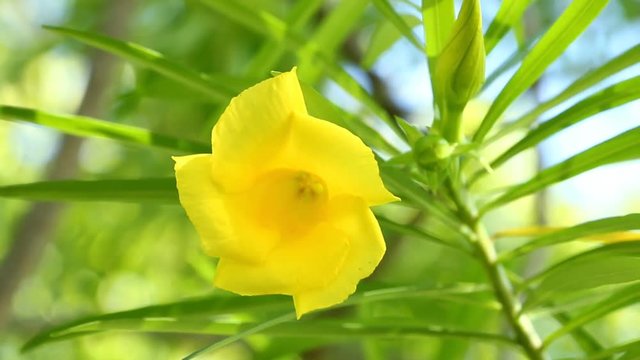 Yellow  oleander  in sunlight , chiangmai Thailand
