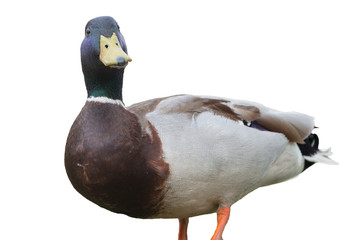Beautiful duck.isolated on white background. Selective focus.