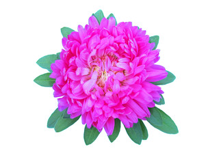 Flower asters with petal