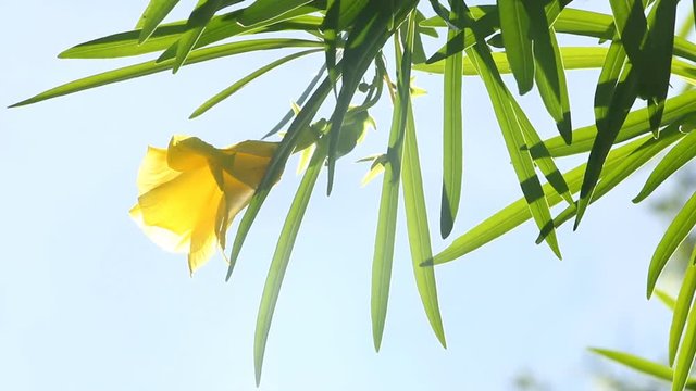 Yellow  oleander  in sunlight , chiangmai Thailand