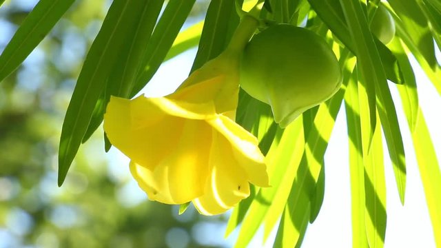 Yellow  oleander  in sunlight , chiangmai Thailand