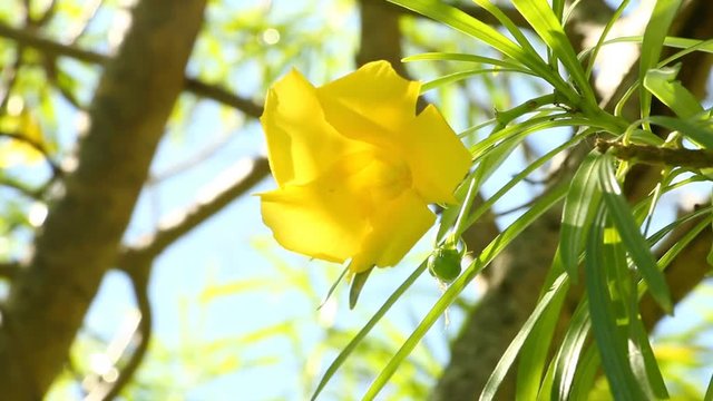 Yellow  oleander  in sunlight , chiangmai Thailand