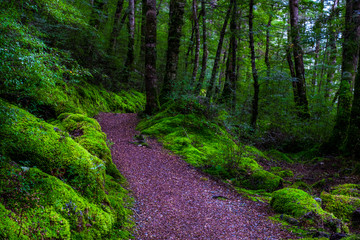 Walking path in a beautiful green nature with the trees covered with moss in the rainforest.