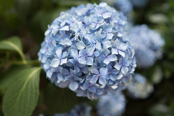 あじさい