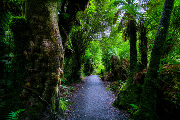 Walking path in a beautiful green rainforest.