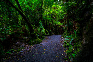 Obraz premium Walking path in a beautiful green rainforest.