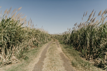 Sugarcane Plantation
