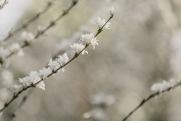 Coffee flower in bloom