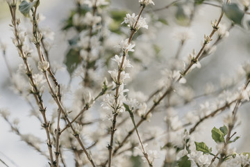 Coffee flower in bloom