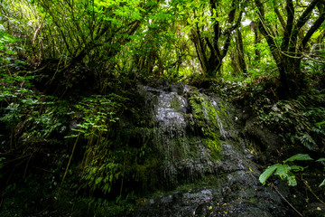 Fototapeta na wymiar Long Exposure photography. Beautiful small waterfall in the rainforest with green nature. Purakaunui Falls, The Catlins, New Zealand.