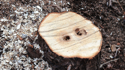 Close-up image of truncated tree section.
