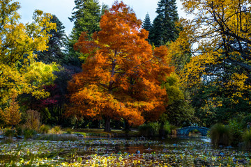 Fototapeta na wymiar Beautiful garden in autumn with colorful trees.