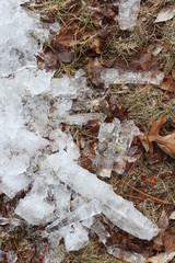 ice and leaf
