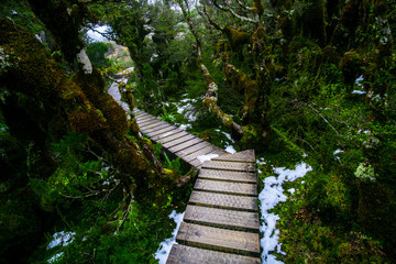 Walking path in a beautiful green nature with the trees covered with moss in the rainforest after snowing day.