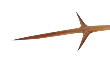 The image of thorns.