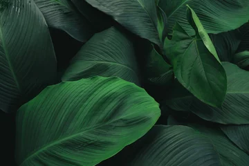 Poster Groot gebladerte van tropisch blad met donkergroene textuur, abstracte aardachtergrond. © jakkapan