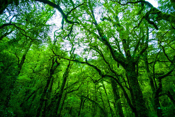 Beautiful greenery in nature with the trees covered with moss in a rainforest.
