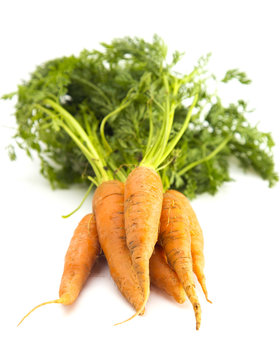 Homegrown Orange Carrots on a White Background