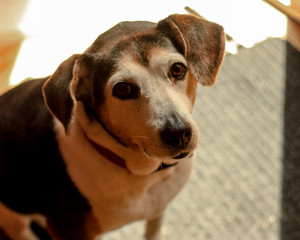 Cute Beagle Jack Russell 