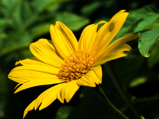 Yellow Flower Plant