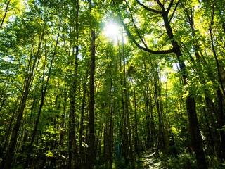 Fototapeta premium Green Forest