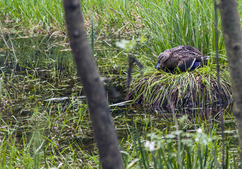 The Duck Lies on The Eggs