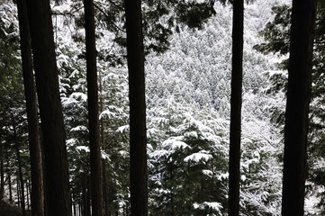 杉林の雪化粧