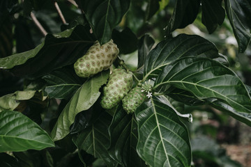 Noni fruit