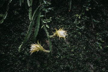 Beautiful agriculture