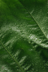 Plant with water droplets