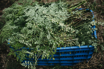 Freshly picked moringa