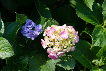 ピンク色のあじさいの花