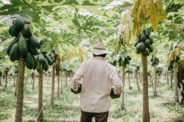 Papaya farmer